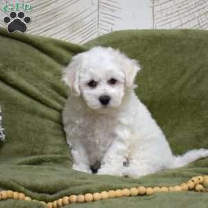 Toby, Bichon Frise Puppy